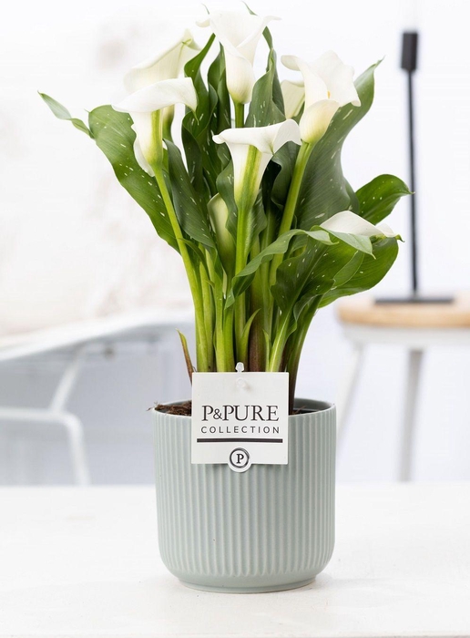 <h4>Zantedeschia white in P&PURE Sophie ceramics green</h4>
