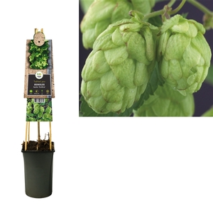 Humulus lupulus 'Nordbrau' +3.0 label