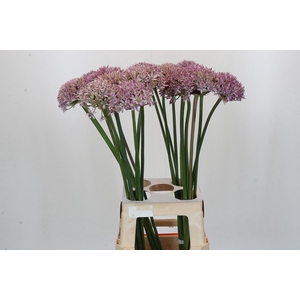 Allium  'Pink Jewel'