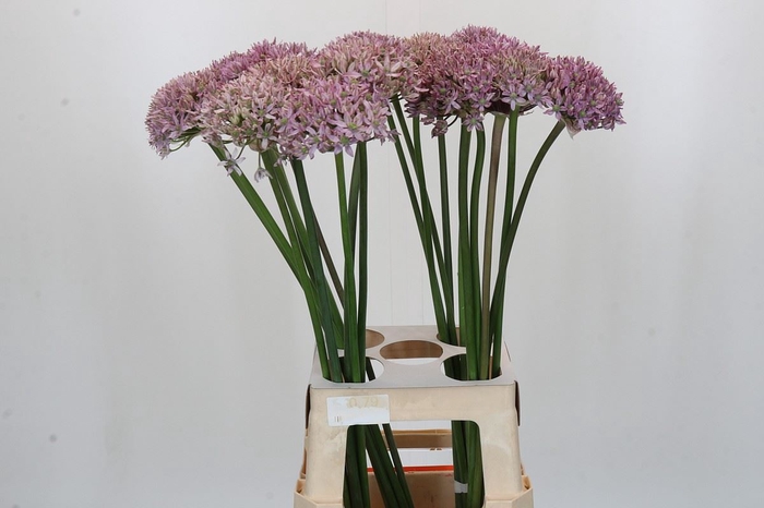 <h4>Allium  'Pink Jewel'</h4>