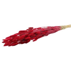 Dried Lagurus Cerise Bunch