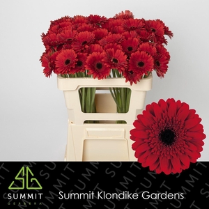 GERBERA MI 'MASSERATI'