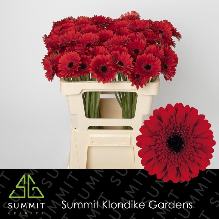 <h4>GERBERA MI 'MASSERATI'</h4>