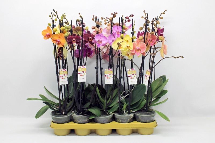 Phalaenopsis grootbloemig 2 tak gemengd MX 10-2-60 G, Kleurenmix