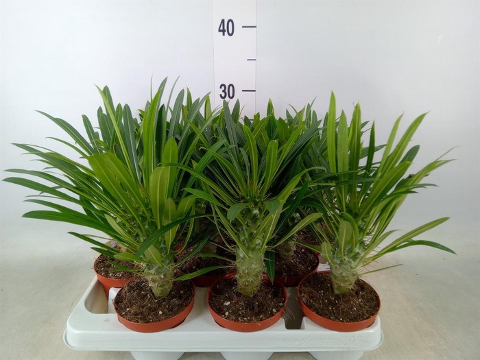 <h4>Pachypodium lamerei</h4>