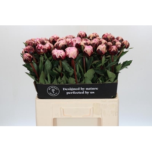 Paeonia The Fawn