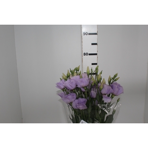 LISIANTHUS 070 CM MIN 500 GRAMAS LILAS