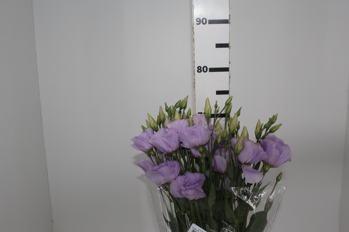 <h4>LISIANTHUS 070 CM MIN 500 GRAMAS LILAS</h4>