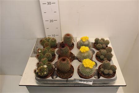 <h4>Cactus Gem 4 Srt</h4>