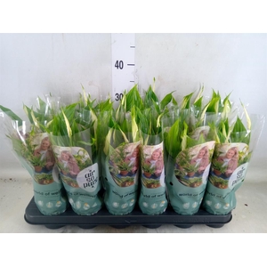 Spathiphyllum  'Chopin'