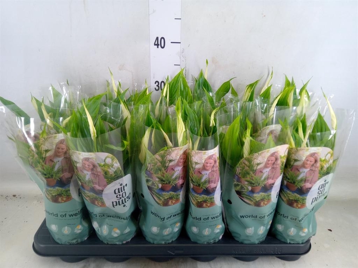 <h4>Spathiphyllum  'Chopin'</h4>