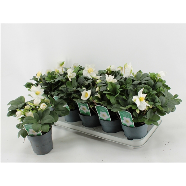 <h4>Helleborus Christmas Carol L</h4>