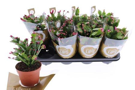 ** Schlumb Mix 55+ * Spring Deal *