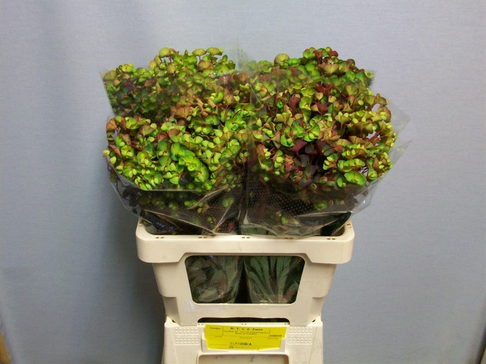 <h4>EUPH AM PURPUREA</h4>