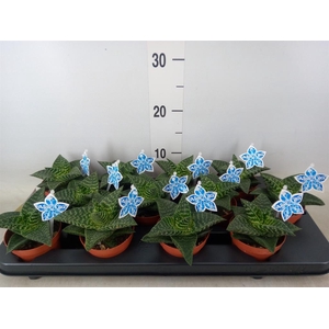 xGasteraloe  'Tiki Zilla'