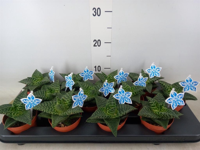 <h4>xGasteraloe  'Tiki Zilla'</h4>