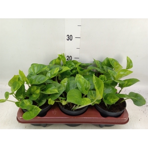 Epipremnum pinn. 'Global Green'