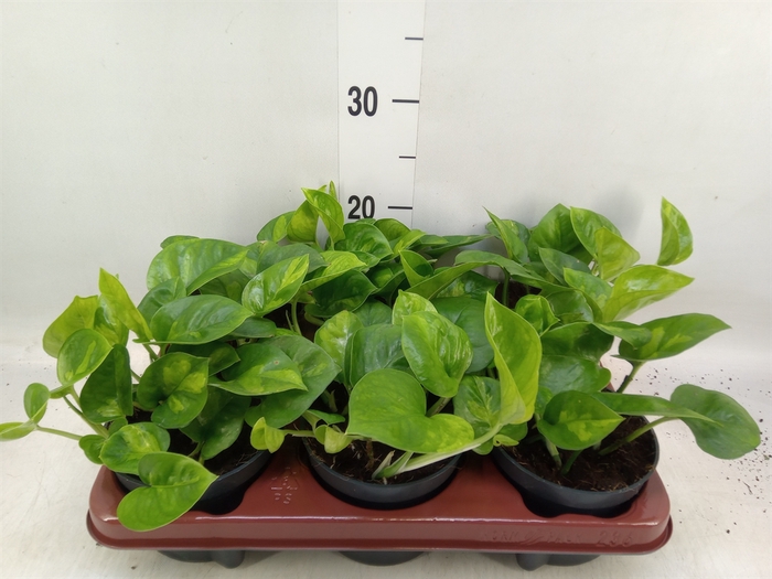 <h4>Epipremnum pinn. 'Global Green'</h4>