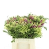 Kaaps Bouquet Cone Mix