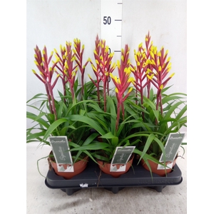 Guzmania  'Misty'