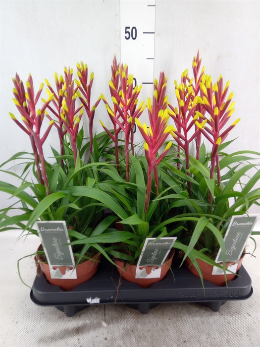 <h4>Guzmania  'Misty'</h4>