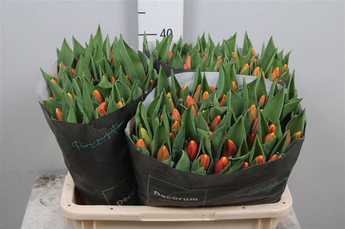 <h4>Tu En Minsk</h4>