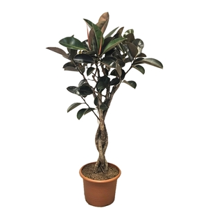 Ficus Burgundy