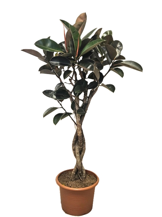 <h4>Ficus Burgundy</h4>