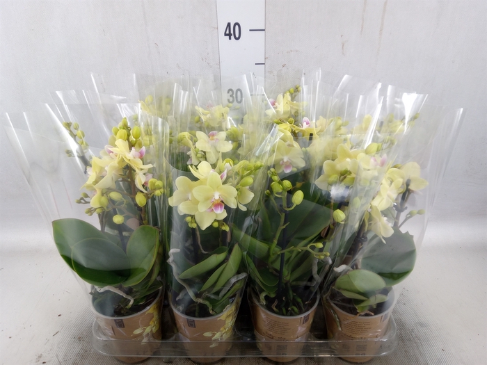 <h4>Phalaenopsis multi. 'Ant Lima'</h4>