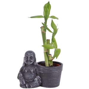 Lucky Bamboo Toef in Ceramic Sitting Buddha Ø13cm
