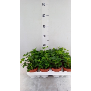 Hedera helix 'Wonder'