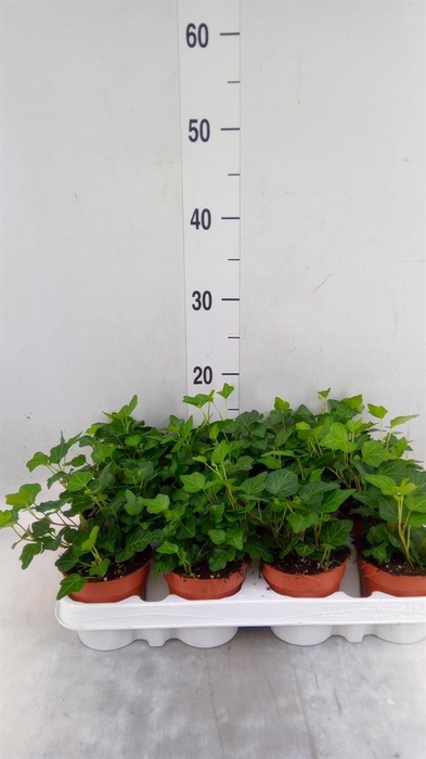 <h4>Hedera helix 'Wonder'</h4>