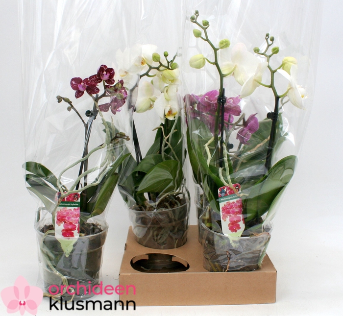 PHAL GEM