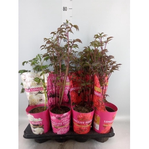 Paeonia   ...mix
