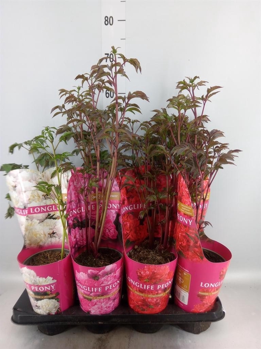 <h4>Paeonia   ...mix</h4>