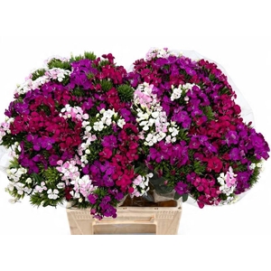 Dianthus Br Am Mix (promo)