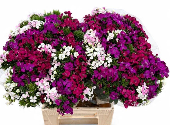 <h4>Dianthus Br Am Mix (promo)</h4>