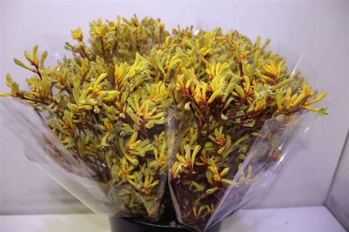 <h4>Anigoz Gold Fever X5</h4>