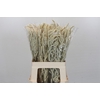 Amaranthus Yearming Desert