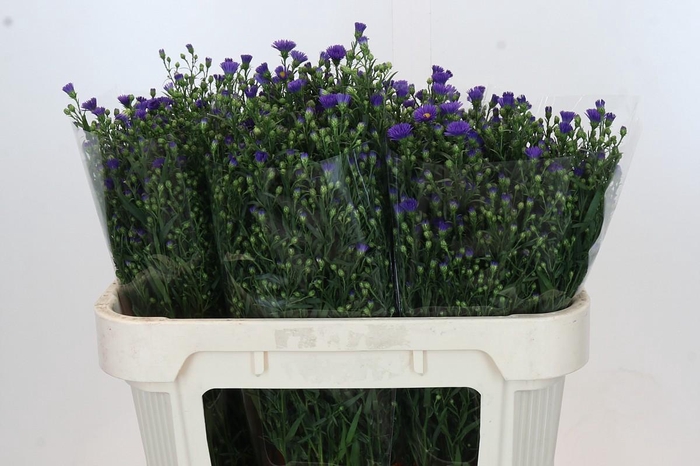 <h4>Aster Casamare</h4>