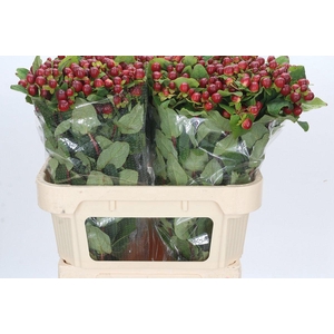 Hypericum Magical Seasons