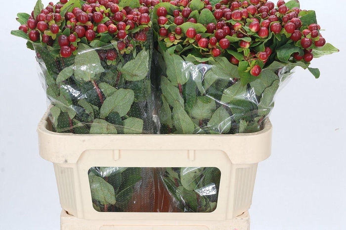 <h4>Hypericum Magical Seasons</h4>