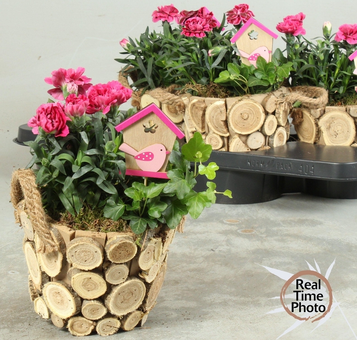 <h4>ARR TUINPLANTEN</h4>