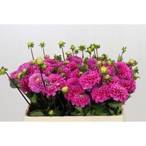 Dahlia Happy Hour