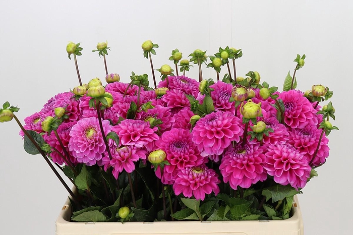 <h4>Dahlia Happy Hour</h4>