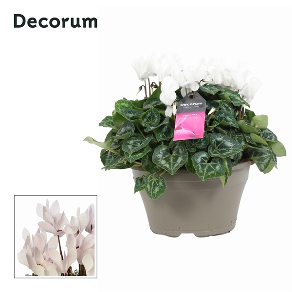 <h4>Cyclaam Garden Wit Schaal Taupe (Decorum)</h4>