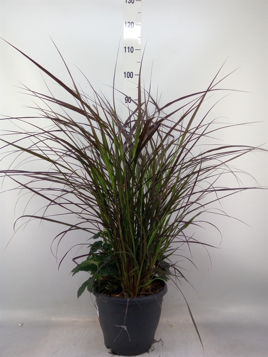 <h4>Vaste pltn   ...mix in pot [Perenni</h4>