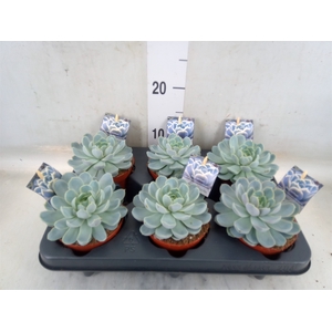 Echeveria   ...
