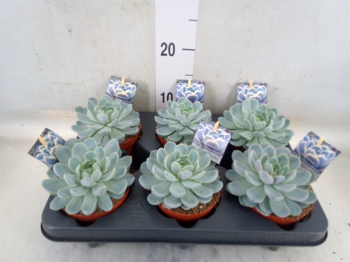 <h4>Echeveria   ...</h4>