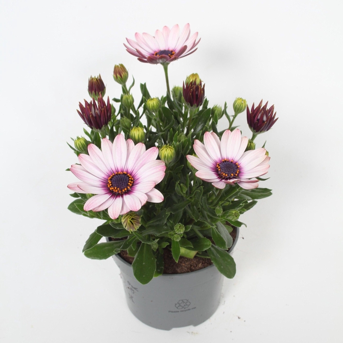 <h4>Osteospermum Quinty p10,5</h4>